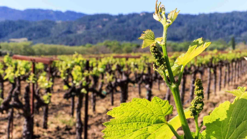NAPA GRAPE PRICES UP AMID TONNAGE DECLINES<br />
