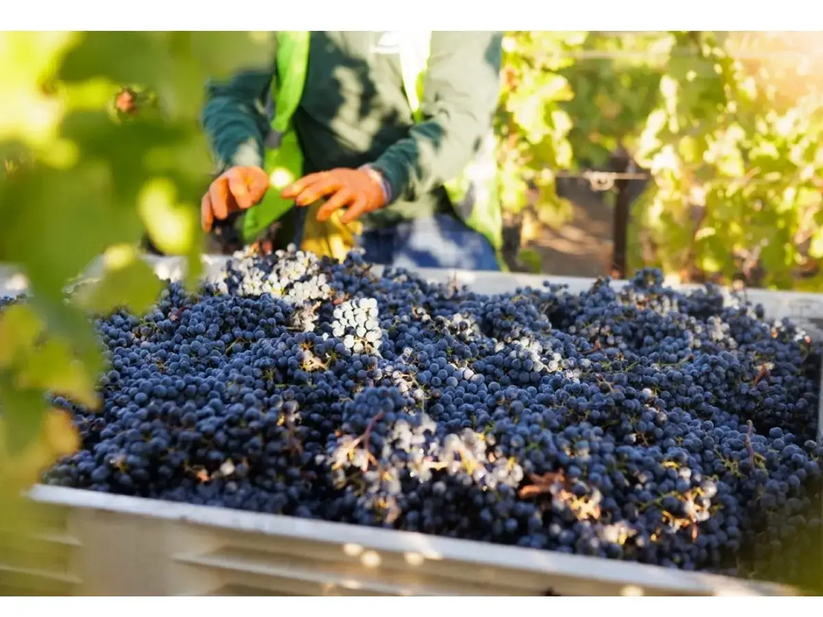 2023 Predicted To Be Vintage Of A Lifetime In Napa Valley