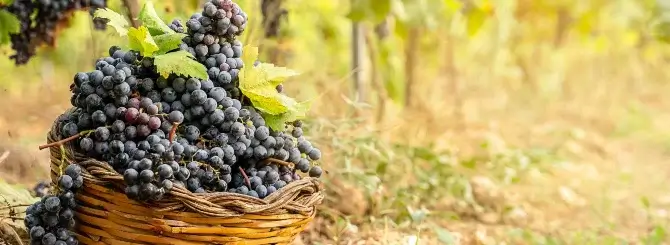 Pile of grapes in a basket in the vineyard during harvest in California.