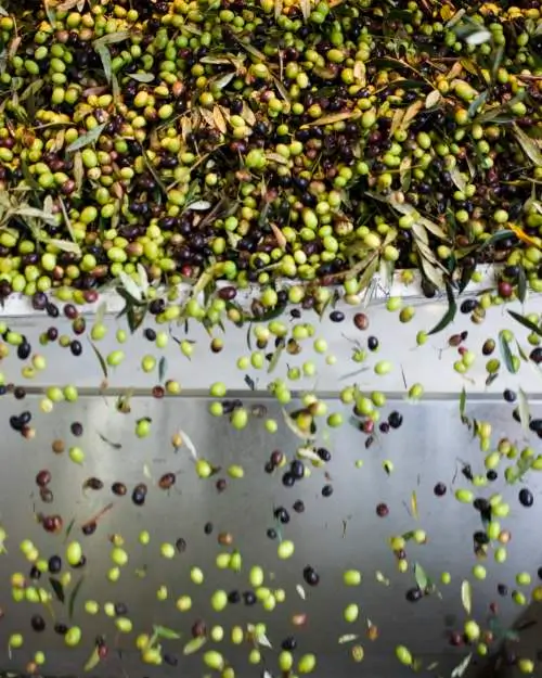 Olive Harvest Celebration