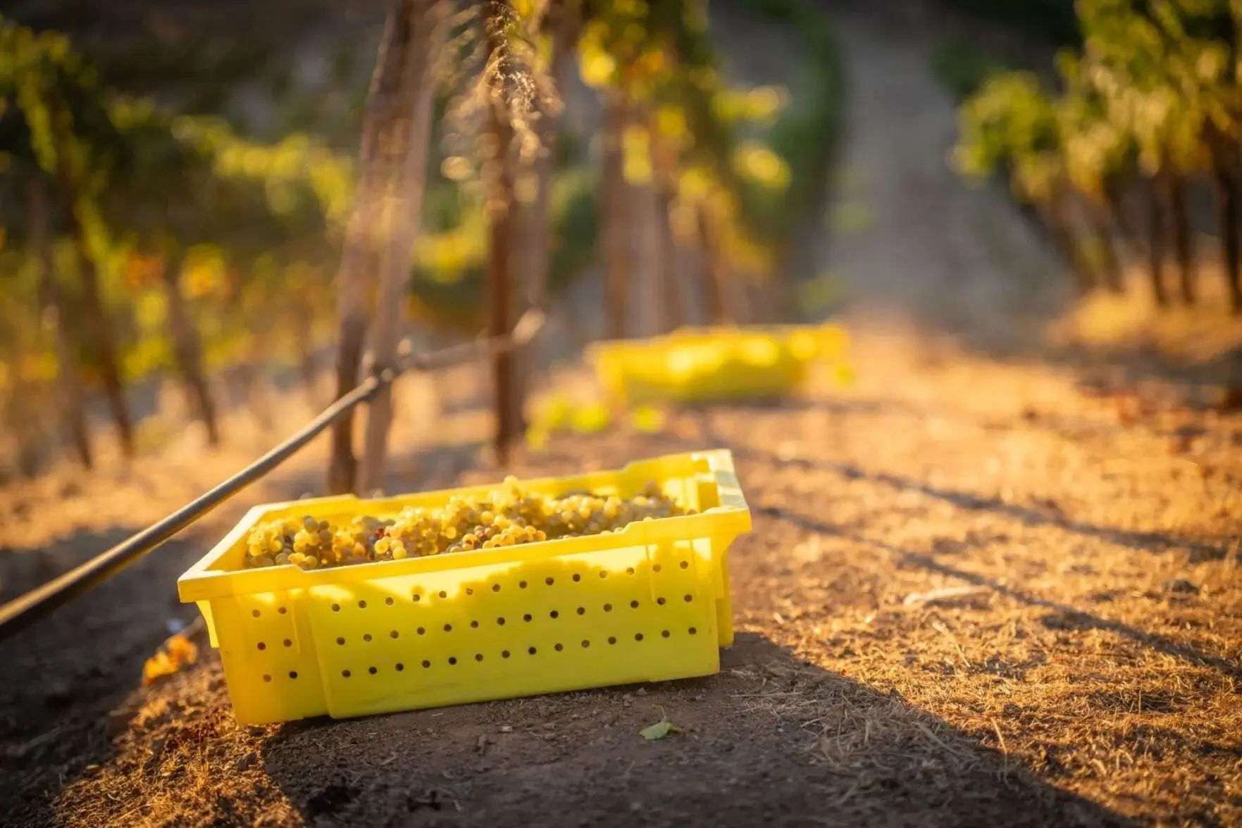 Grape fruits inside a yellow basket, harvested at Vineyard 7 & 8 on Spring Mountain.